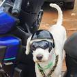 Com óculos e capacete, cão é transportado no meio das pernas de motociclista
 (Divulgação/Detran-DF)